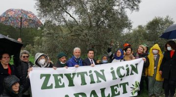 Zeytinlikler için bir Dava da Bodrum’dan