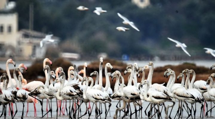 MHP, Tuzla Kuş Cenneti İçin Yanıt Bekliyor
