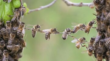 Arılar Hakkında Az Bilinen Gerçekler