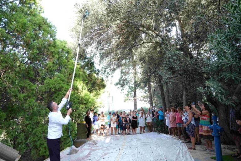 Sea Garden’da Zeytin Hasatı