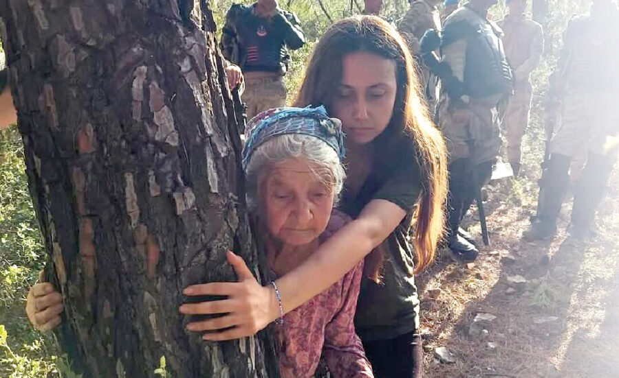 Zeytin, Bodrum’u Çağırıyor