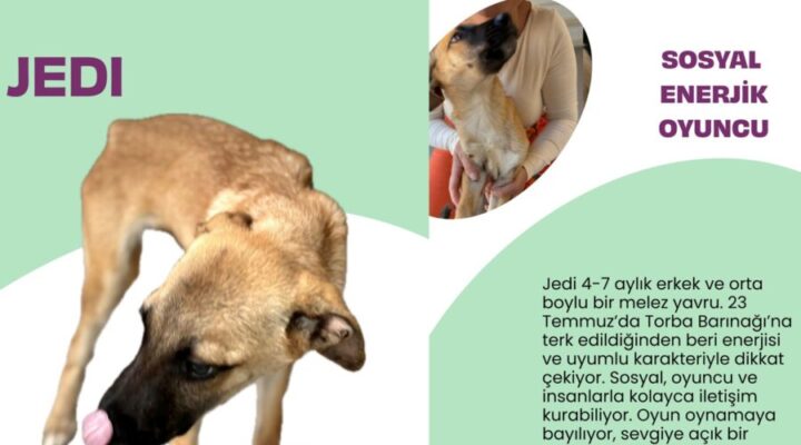 Bodrum Belediyesi Yuvalandırma Platformu Hayata Geçti