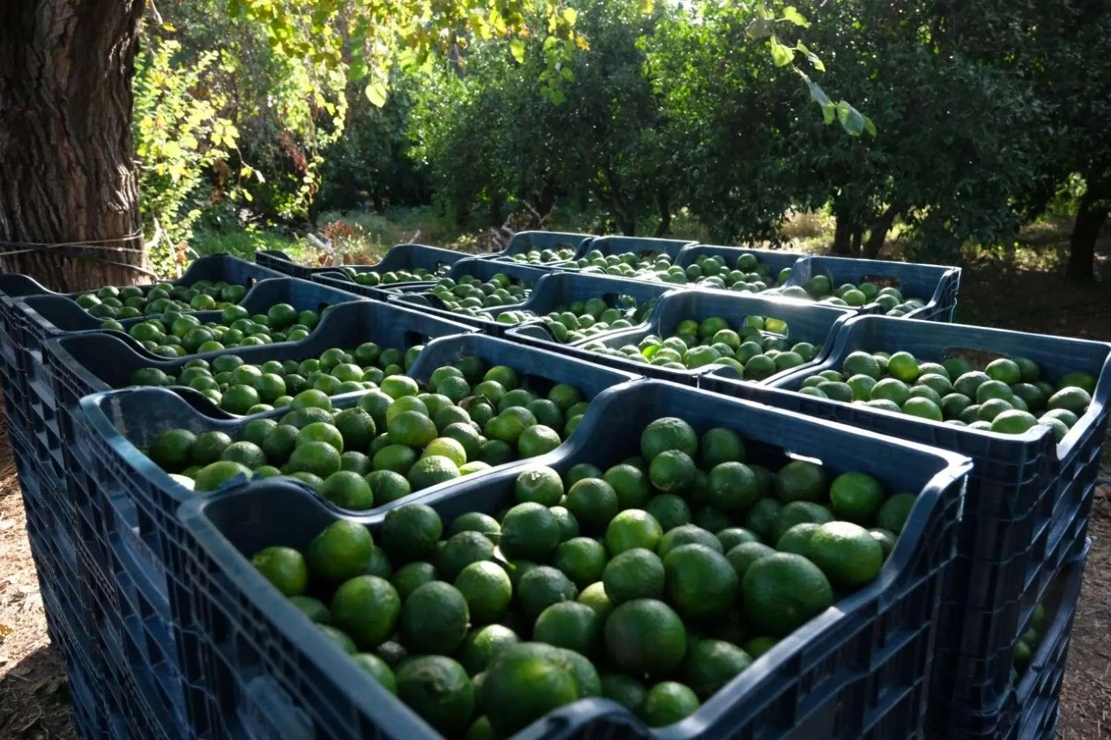 Yesil Bodrum Mandalini Hasadi Devam Ediyor 3