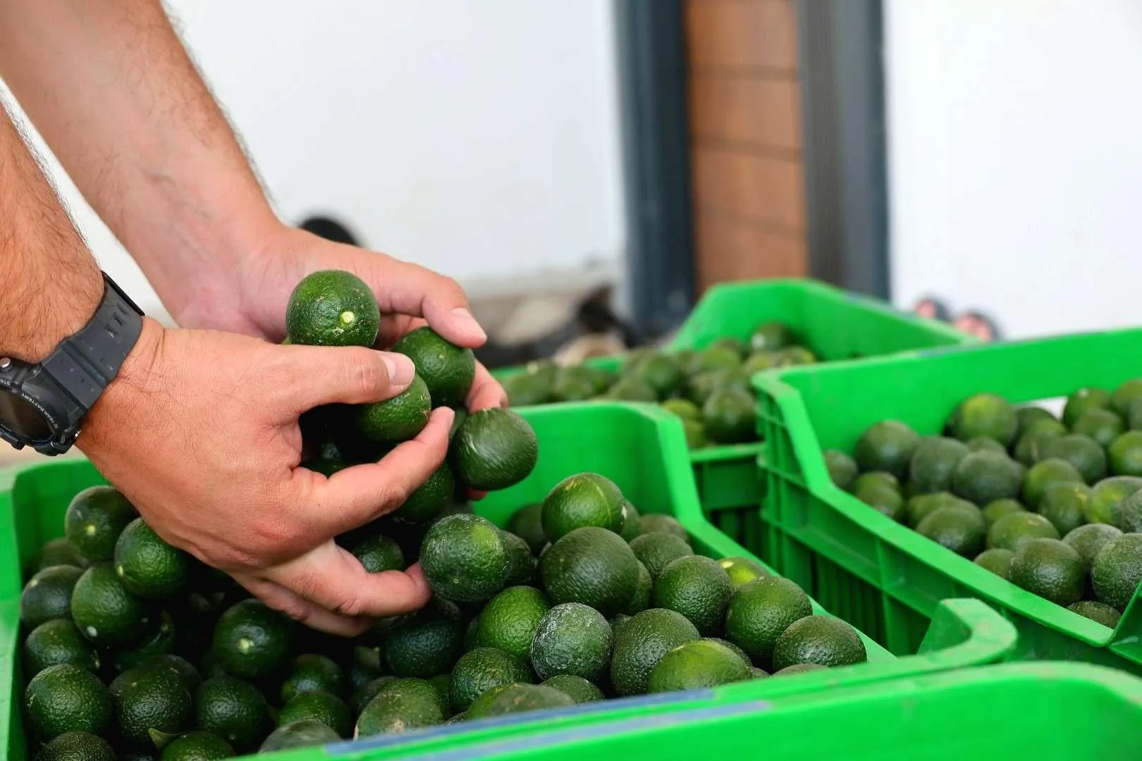 Yesil Bodrum Mandalini Hasadi Devam Ediyor 5